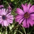Chrysanthenum Purple Flowers
