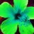 Fluorescent Hibiscus Flower