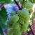 Fresh Grapes Vine