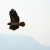 Hawk Flies By