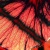 Hibiscus Petal Butterfly Wing