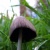 Hobbit Mushroom