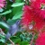 Hummingbird Feeding Bottlebrush Tree