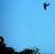 Hummingbird Flying Hunting Gnats