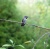 Hummingbird On Twig