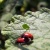Ladybug Mating