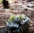Lichen Sequoia Cone