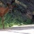 Mule Deer Sequoia