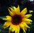 Mustard Sunflower