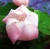 Pear Blossoms Flower