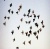 Pigeons Flight Formation