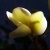 Plumeria Bloom