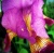 Purple Flower Bulb