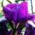 Purple Flower Bulb Shade
