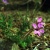 Purple Tiny Flowers With Rocks