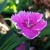 Spiky Purple Flower