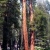 Split Sequoia