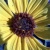 Sunflower Inside