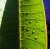 Sunlit Leaf Surfboard 2