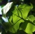 Sunlit Vine Leaf