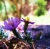 Tiny Desert Purple Flower