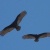 Two Vultures Hover