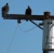 Vultures On Pole