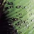 Water Drops Plant Leaf