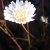 White Summer Sunlit Flower