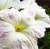 White Wild Vine Flowers